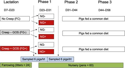 Prebiotic Fiber Boosts Growth and Gut Health in Young Mammals During Weaning