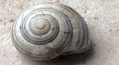 High Mitochondrial Changes Linked to Healthier Cells in Snails
