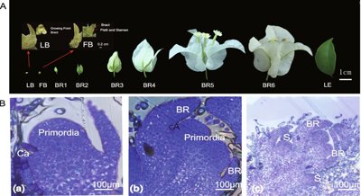 Understanding How Genes Control Flower Development in Bougainvillea