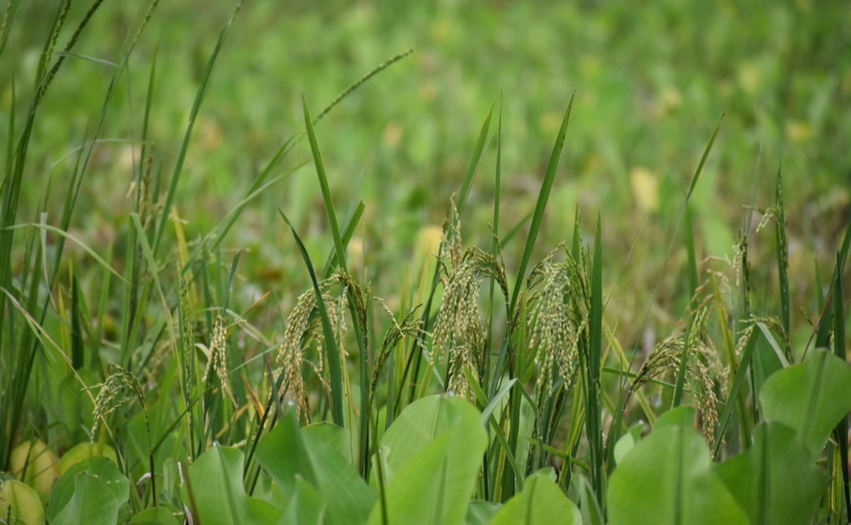 Improving Soil Treatments to Reduce Arsenic in Rice Grown on Contaminated Land