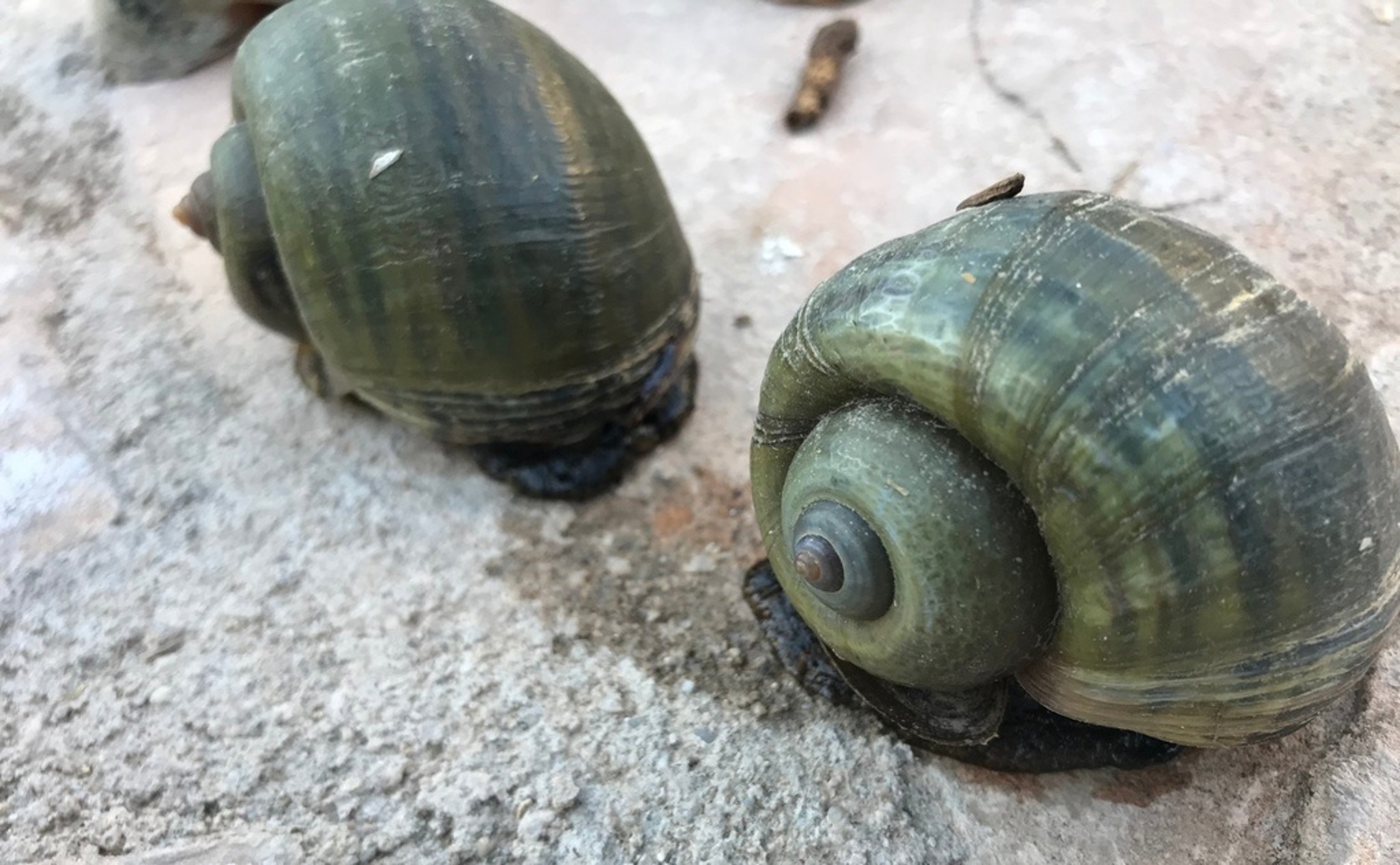 How Metaldehyde Affects the Invasive Golden Apple Snail