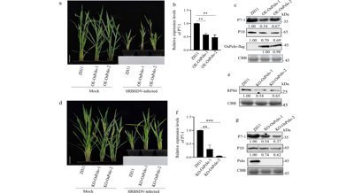 How mRNA Surveillance Limits Virus Spread in Plants and Insects