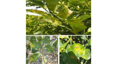 Using Friendly Bacteria to Combat Harmful Plant Diseases