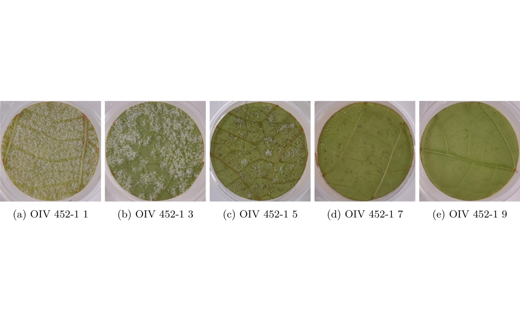 Using Deep Learning to Identify Grape Resistance to Mildew