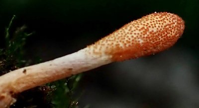 Edible Mushrooms Show Potential as COVID-19 Treatment: Computer and Lab Analysis