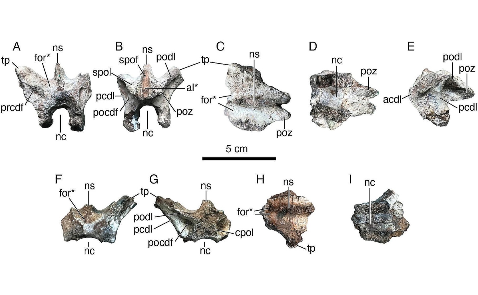 New Feathered Dinosaur Species Discovered from the Late Cretaceous Period