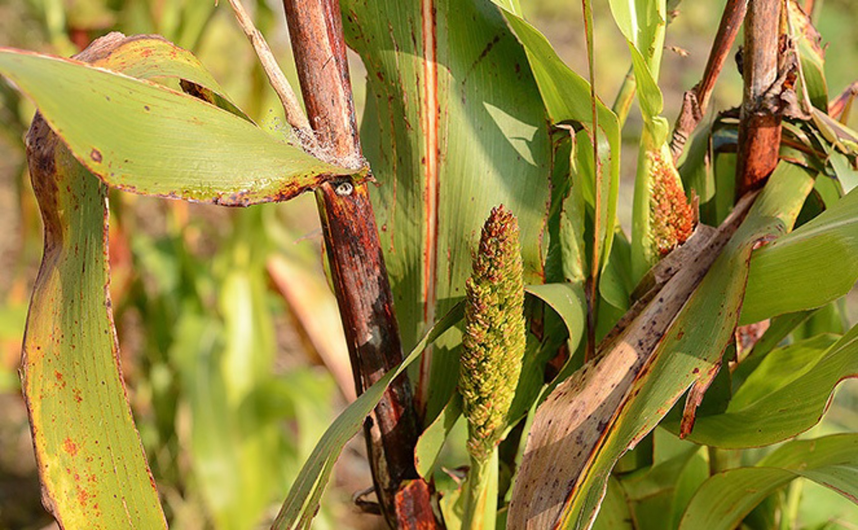 New Sorghum Varieties Show Resistance to Grain Mold