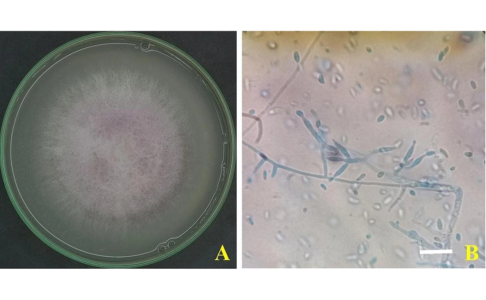 Plant Extracts Help Control Onion Rot Disease in Greenhouses