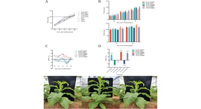 Understanding the Genes Behind Tobacco Plant Growth and Productivity