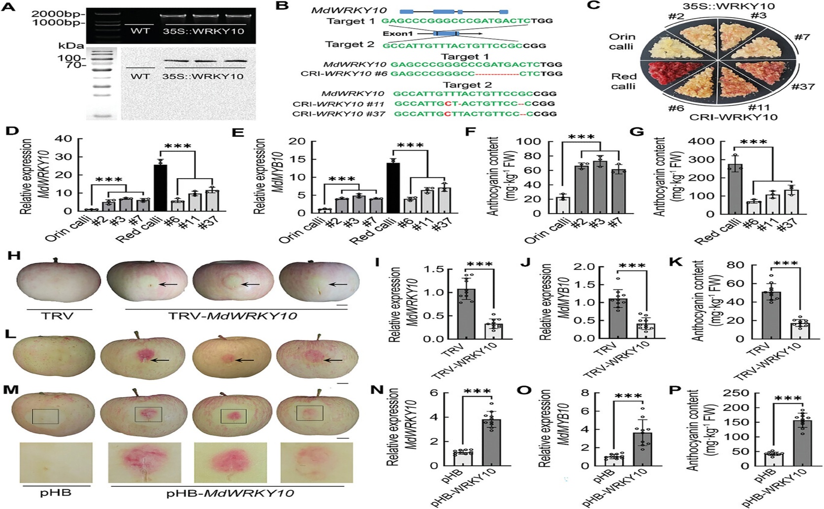 A Genetic Variation Influences Redness of Apple Flesh