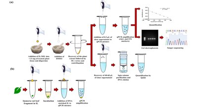 Versatile DNA Extraction from Various Plants Using Innovative Liquid Methods