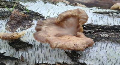 Antioxidant Power of Oyster Mushrooms Affected by Growing Materials