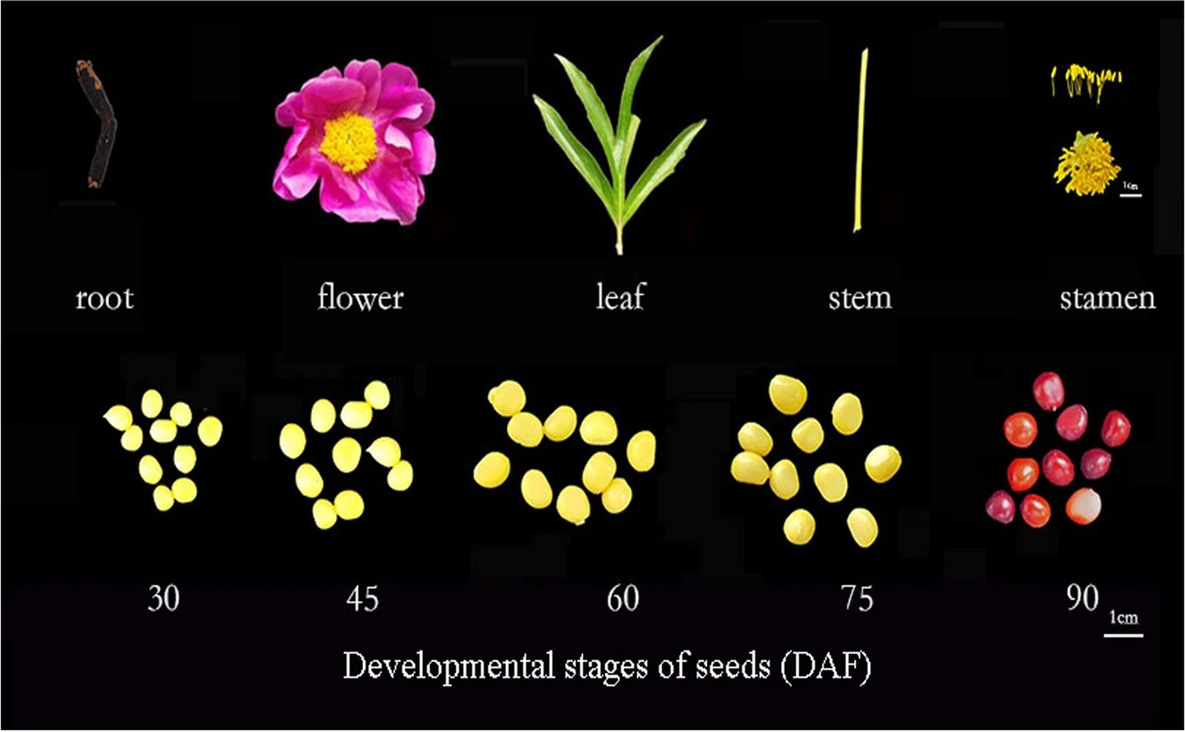 Key Genes for Oil Production and Storage in Peony Seeds Identified