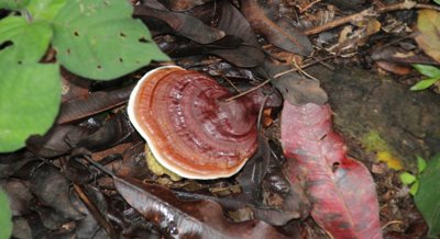 Fighting Skin Cancer with a Mushroom-based Microneedle Patch
