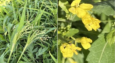 Boosting Plant Growth in Contaminated Soil Using Heavy-Metal-Tolerant Bacteria