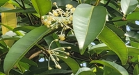 Unlocking the Energy Blueprint of Calophyllum soulattri
