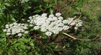 Identifying Traditional Chinese Medicine Plants with DNA