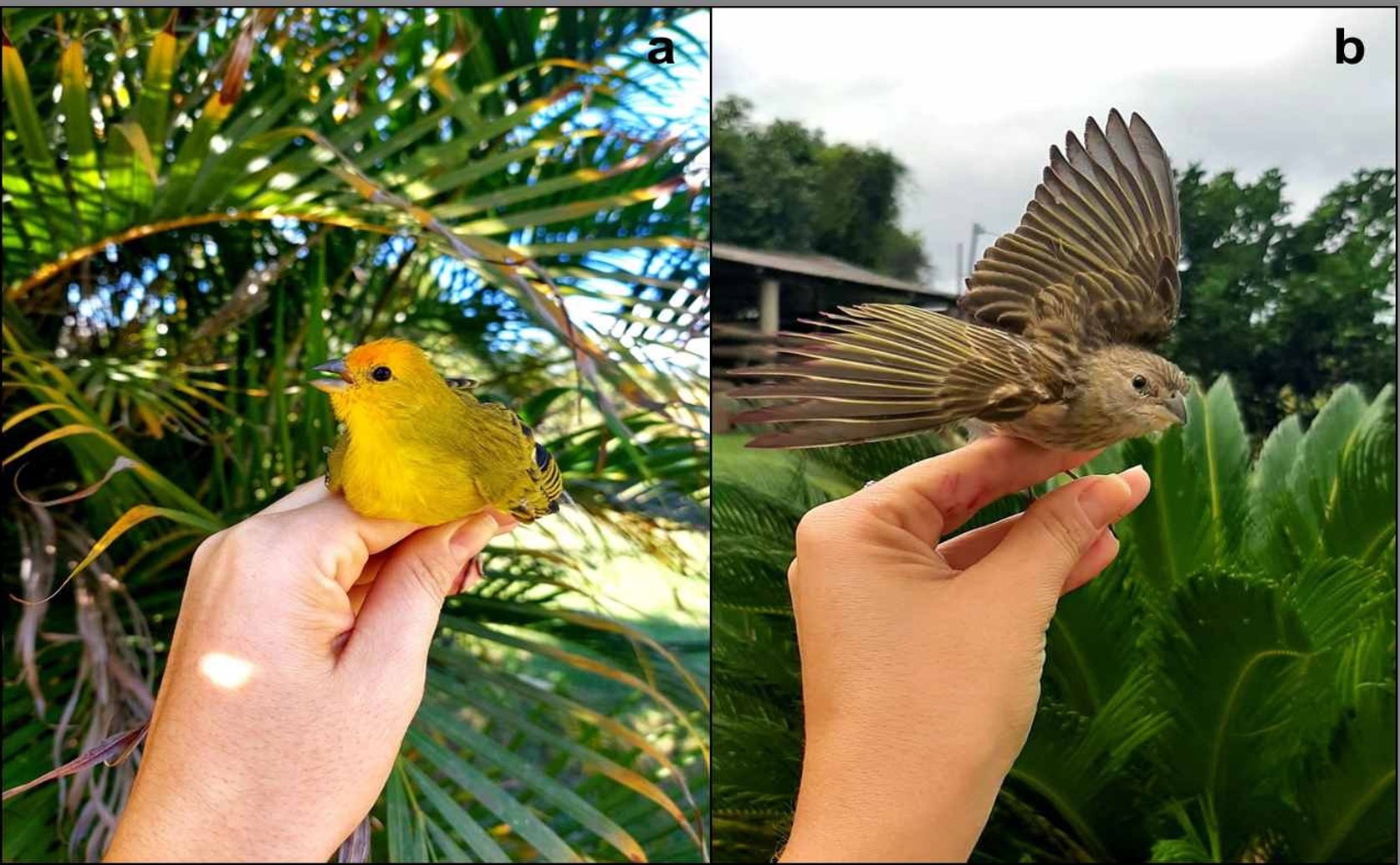 Parasite Levels in Captive and Wild Saffron Finches