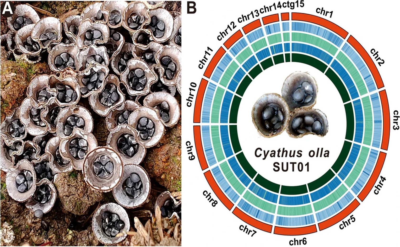 Understanding the Genetic Blueprint and Medicinal Properties of a Unique Fungus
