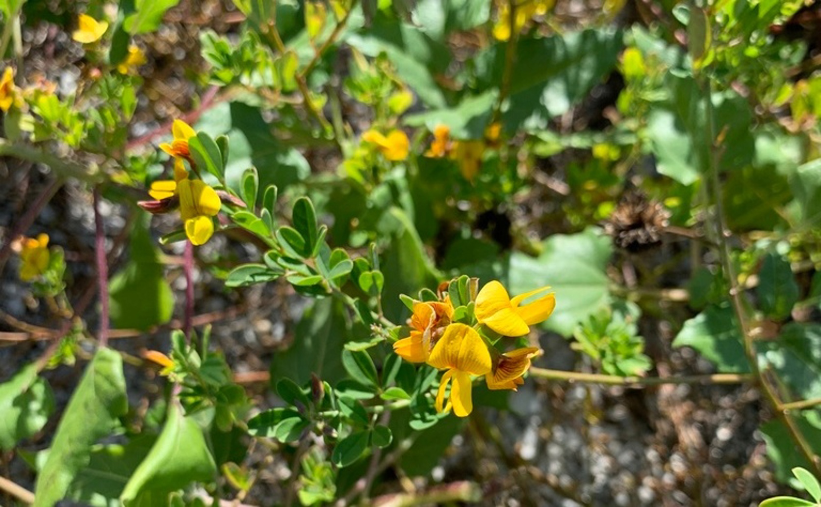 How Different Peanut Plant Varieties Affect Soil Fungi Structure and Function