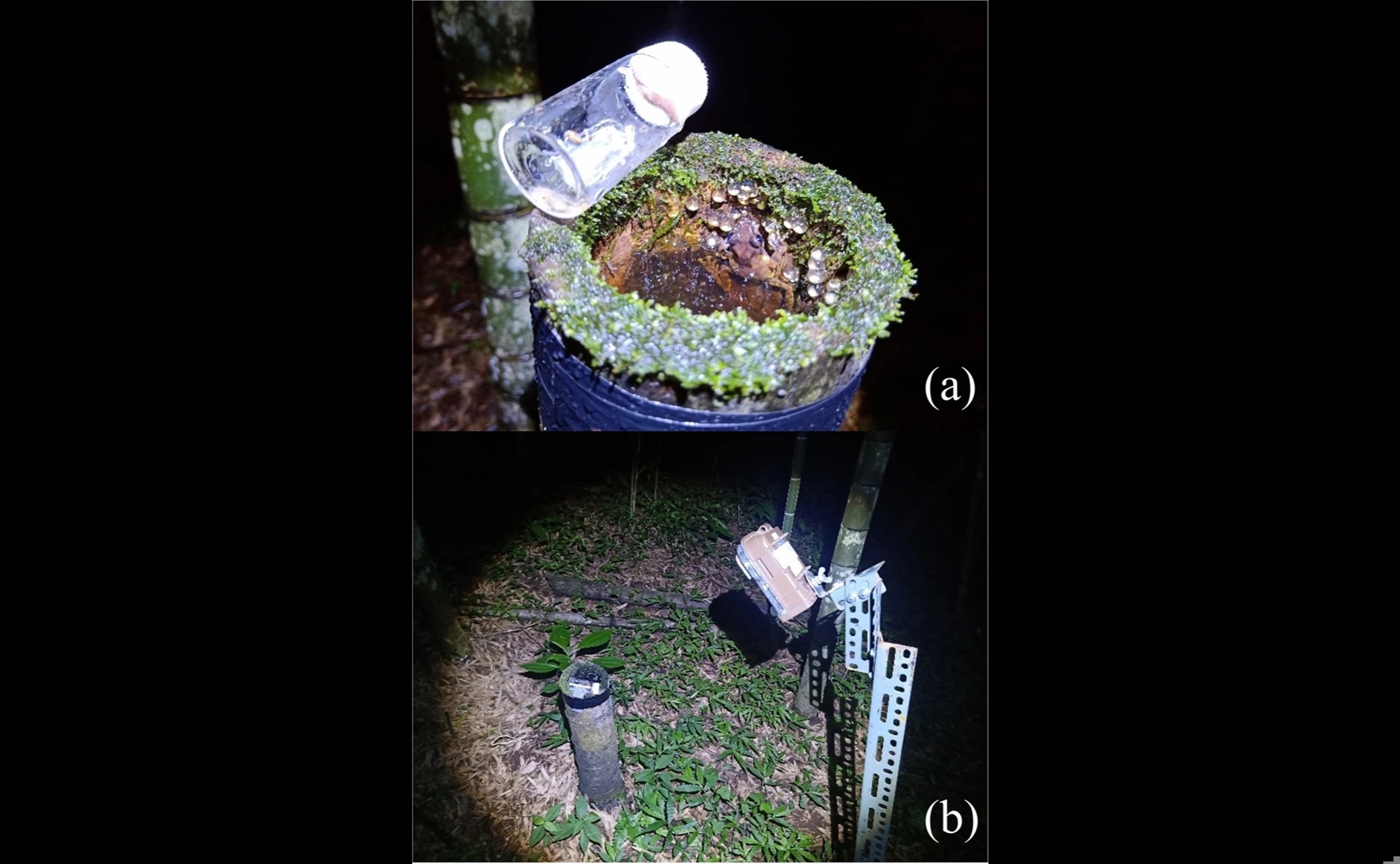 Dads Care More for Early-Developing Embryos in Treefrogs
