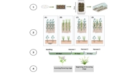 Boosting Crop Yield and Soil Health in Alfalfa and Barley with Intercropping