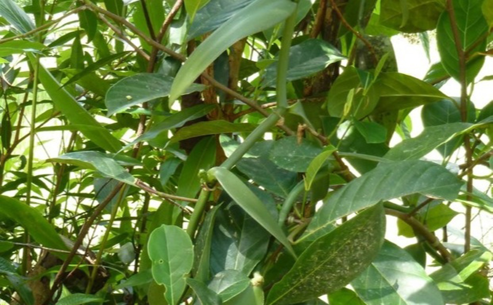 Studying Helpful Bacteria Living Inside Vanilla Plants