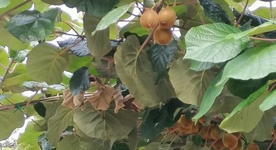 Gene NbPTR1 Helps Kiwifruit Resist Harmful Bacteria