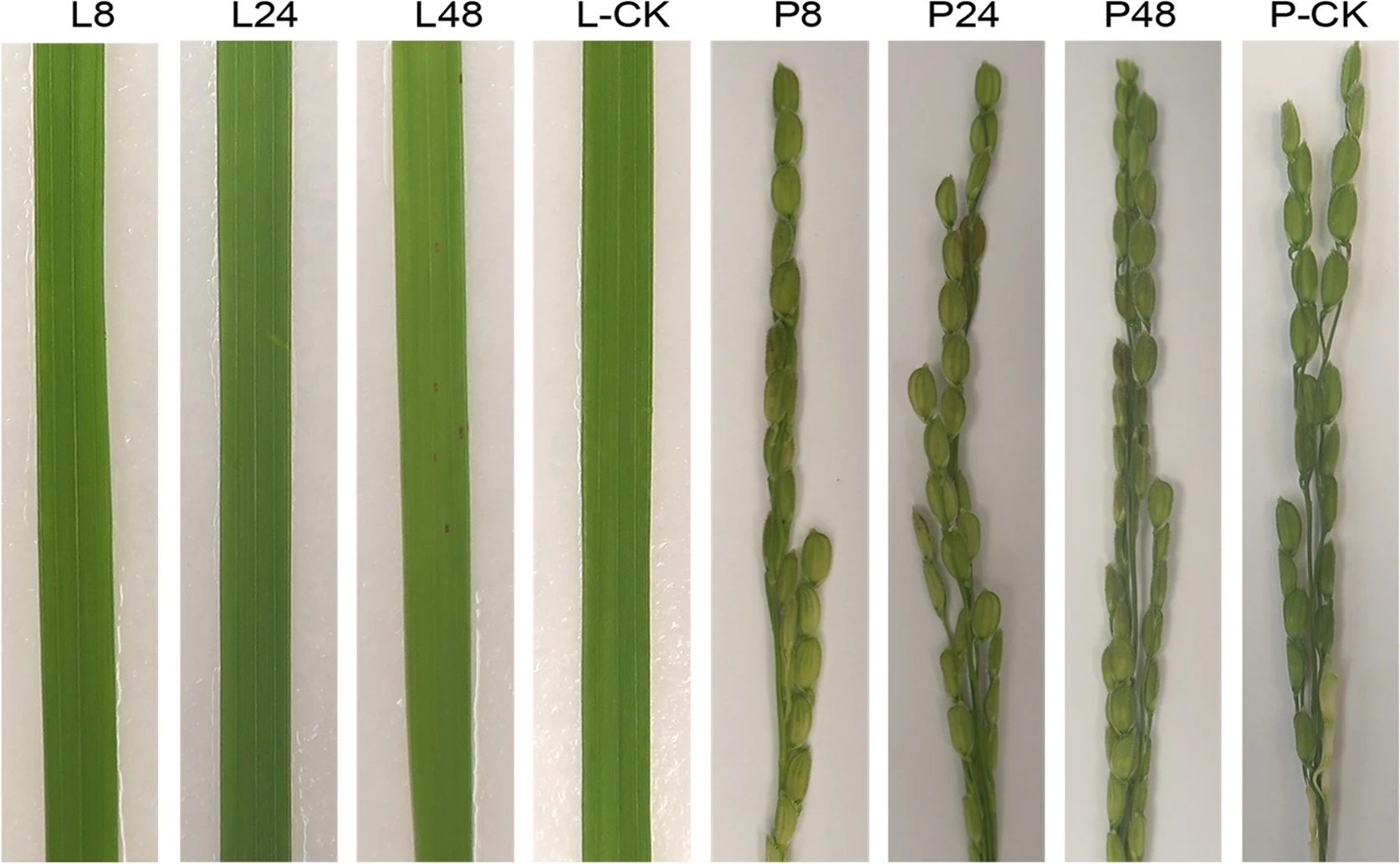 Genes Linked to Disease Found in Rice Leaf and Panicle Infections