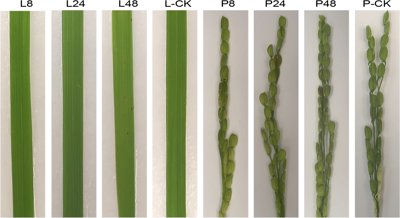 Genes Linked to Disease Found in Rice Leaf and Panicle Infections