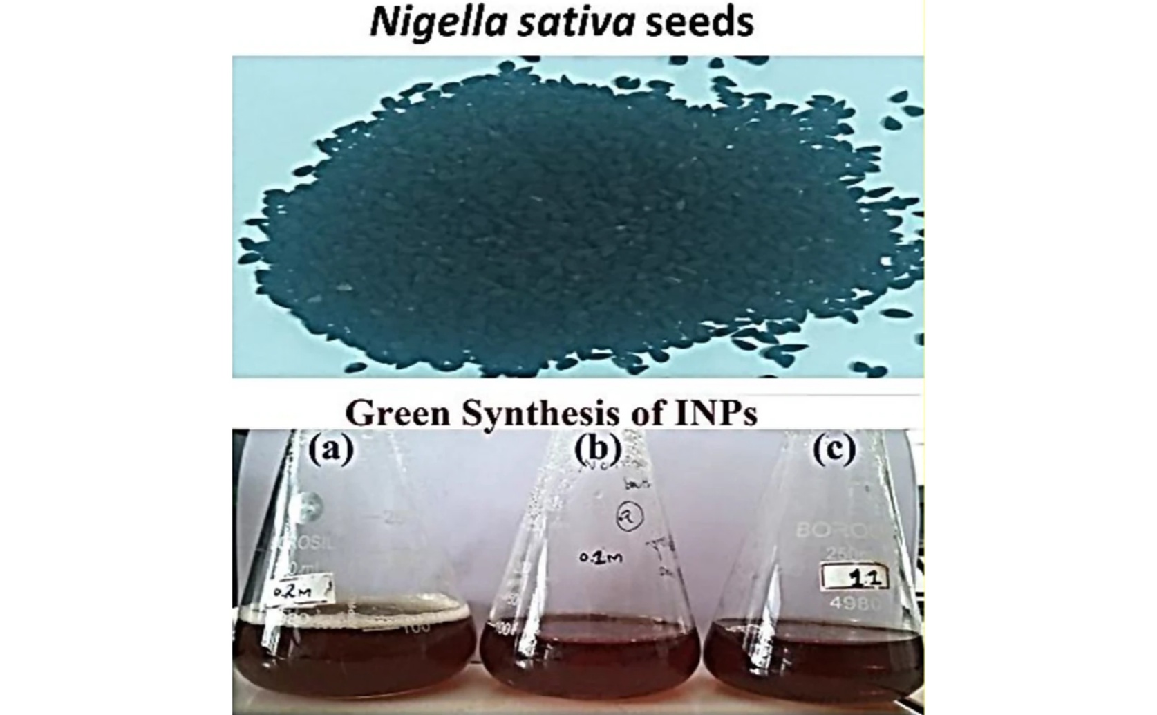 Black Seed Helps Create and Test Iron Nanoparticles for Health Benefits