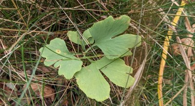 How Ginkgo Biloba Leaves Help Protect the Brain and Treat Neurological Disorders