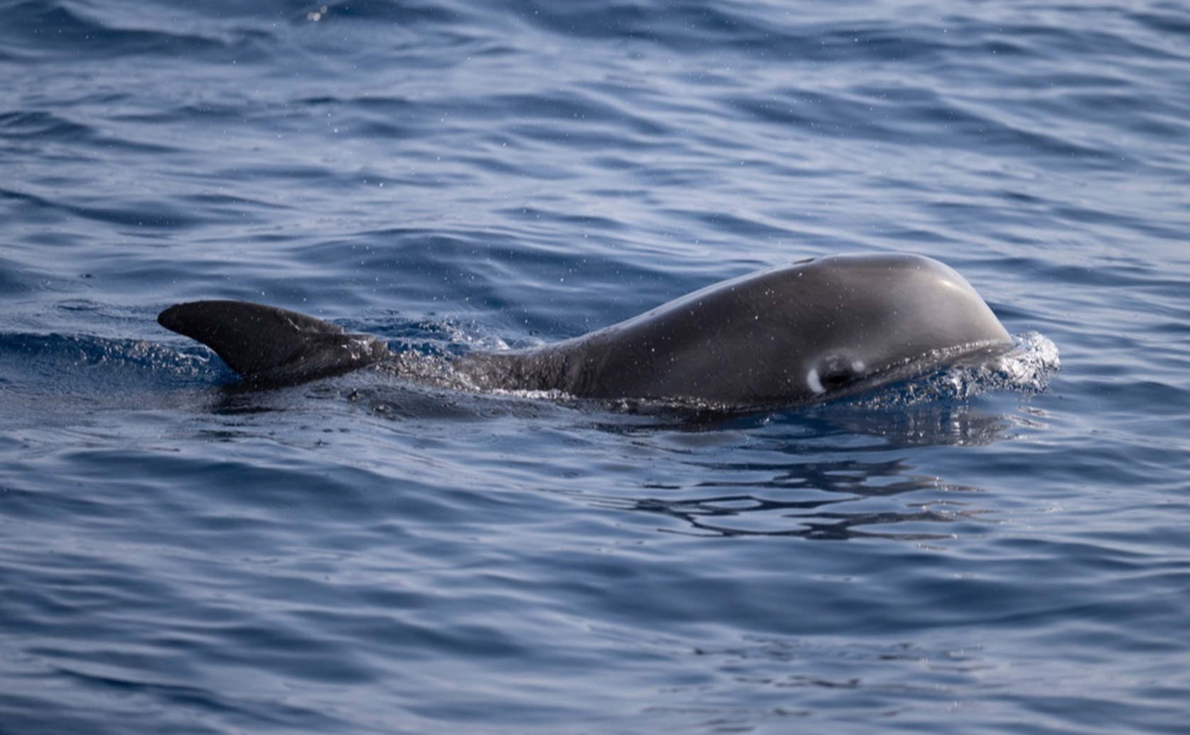 How Activity Levels Affect Body Temperature in Captive Dolphins