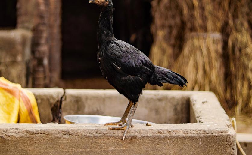 Thyme and Ginger Nano-Particles Boost Growth and Meat Quality in Chickens