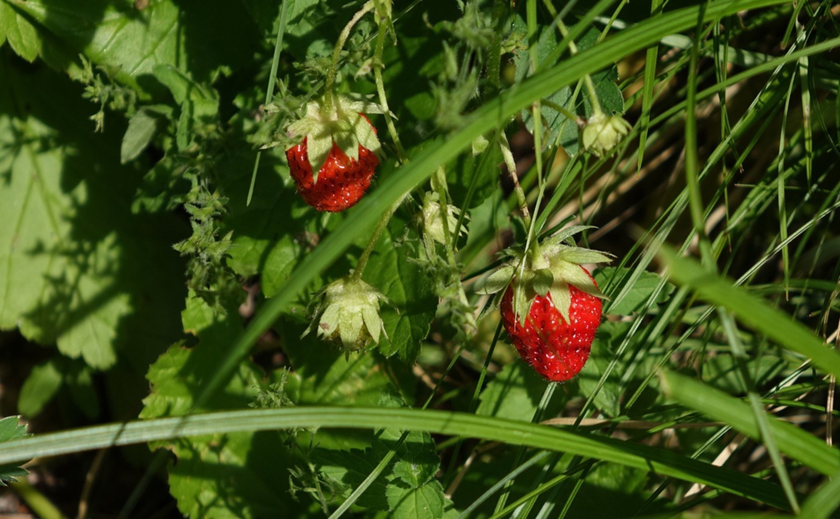 Edible Coating with Good Bacteria Keeps Strawberries Fresh Longer