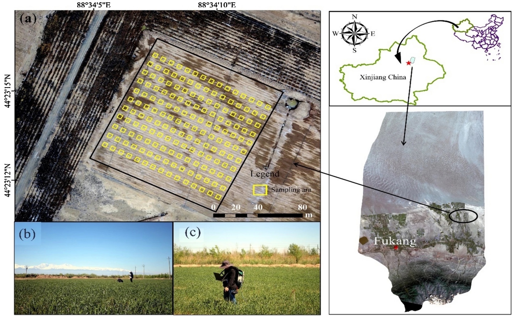 Using Advanced Algorithms and Light Analysis to Measure Water in Wheat Leaves