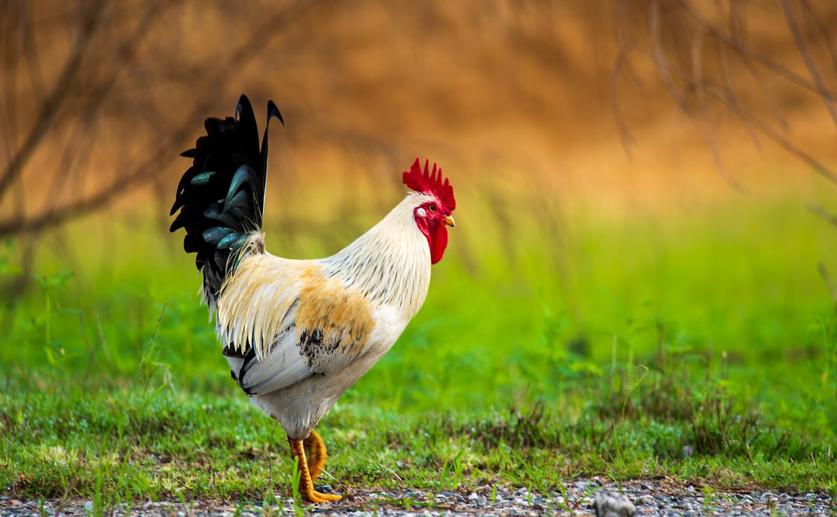 Brown Seaweed and Mushroom Diet Improves Growth and Meat Quality in Roosters