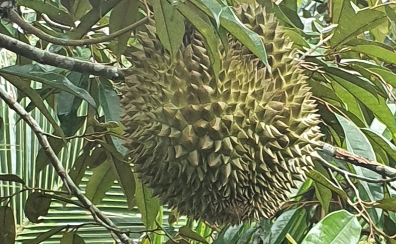 How Durian Fruit Gets Its Flavor: Key Activators and Repressors Explained