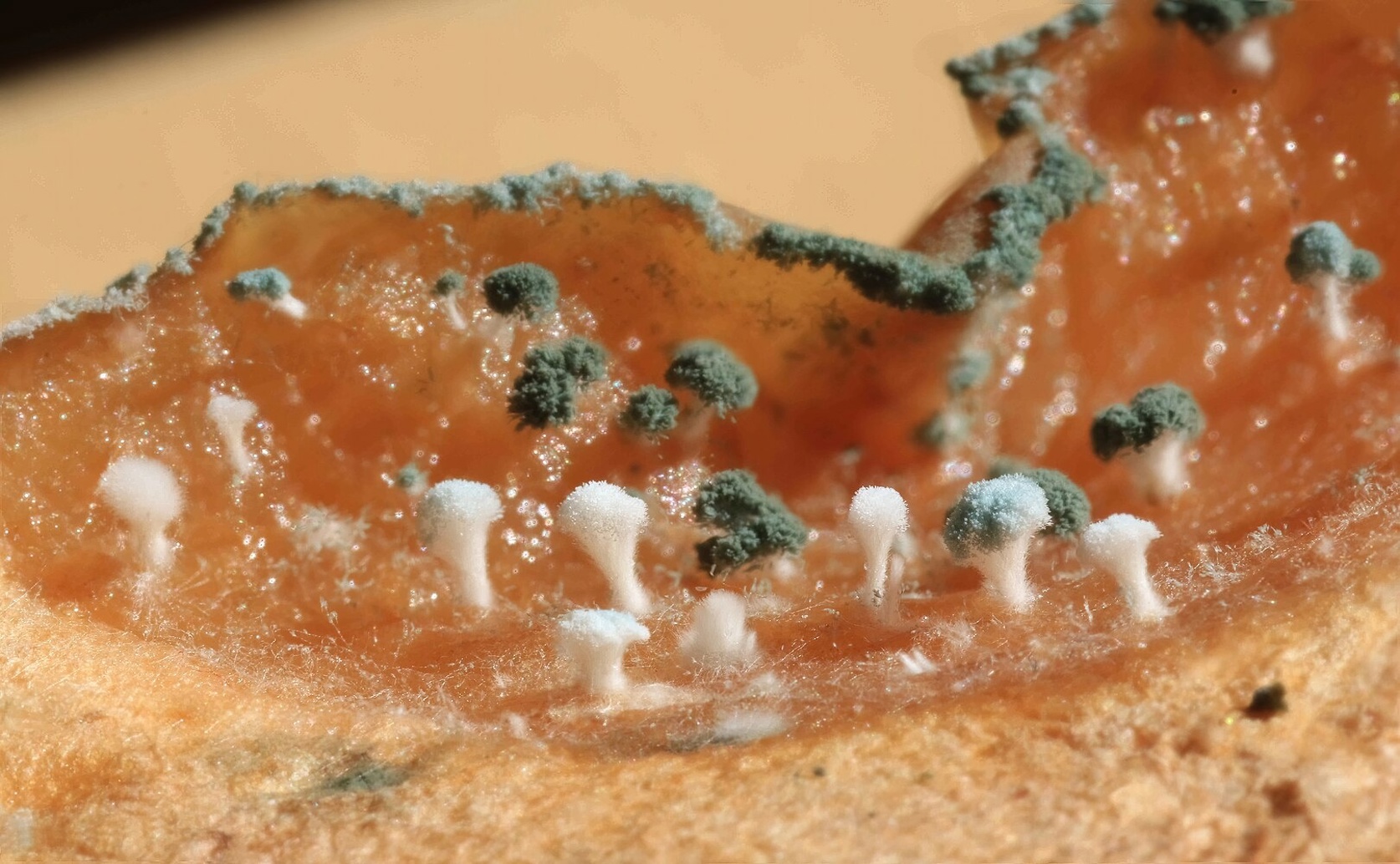 Understanding Toxin Production in Mold Found on Apples