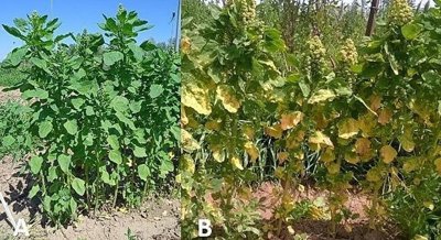 Genetic Study Reveals Key Genes for Downy Mildew Resistance in Quinoa