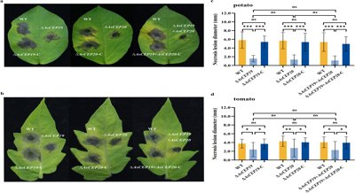 New Insights into Plant Disease and Spore Formation from Two Key Proteins