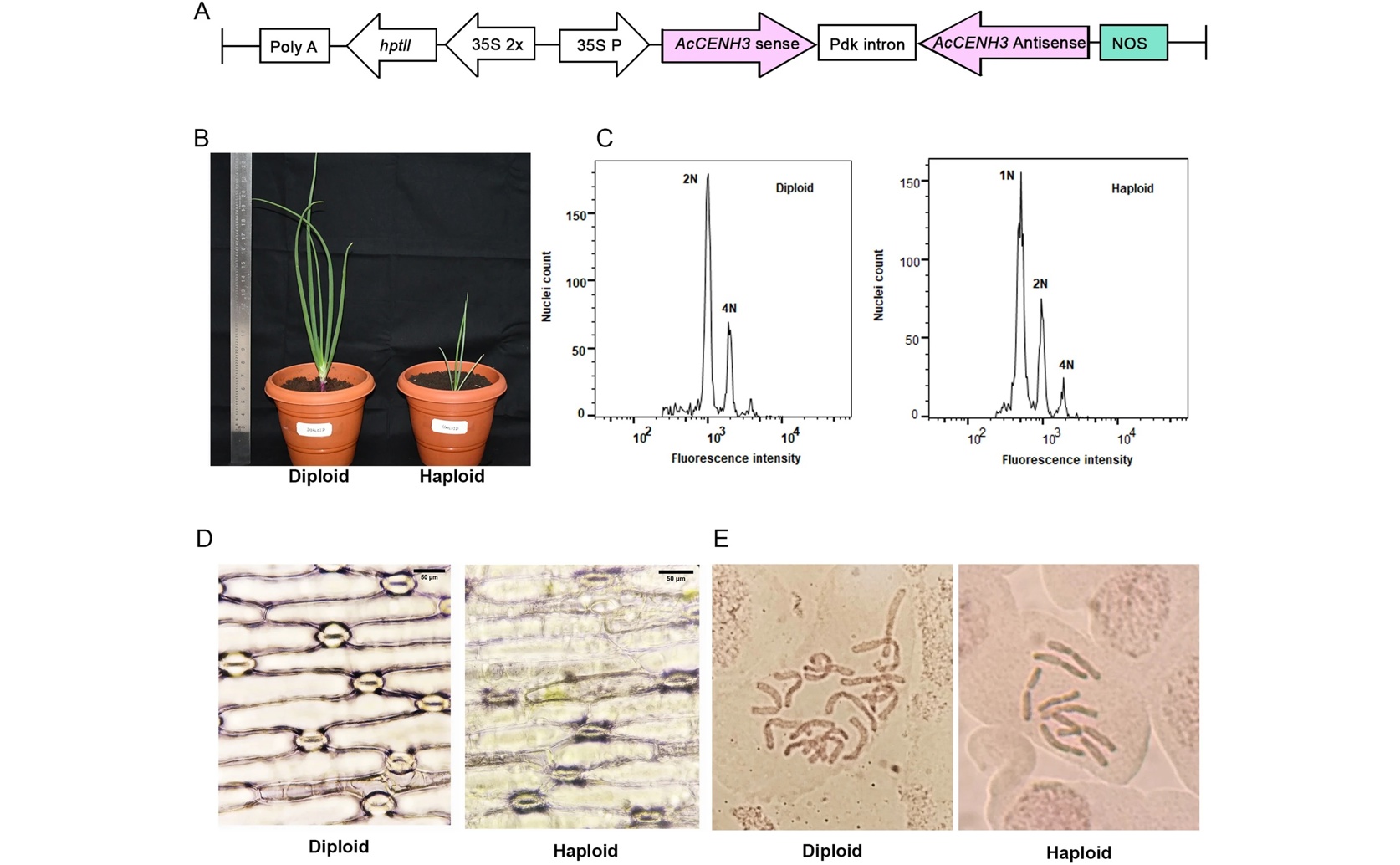 Gene Silencing Can Create Haploid Onions