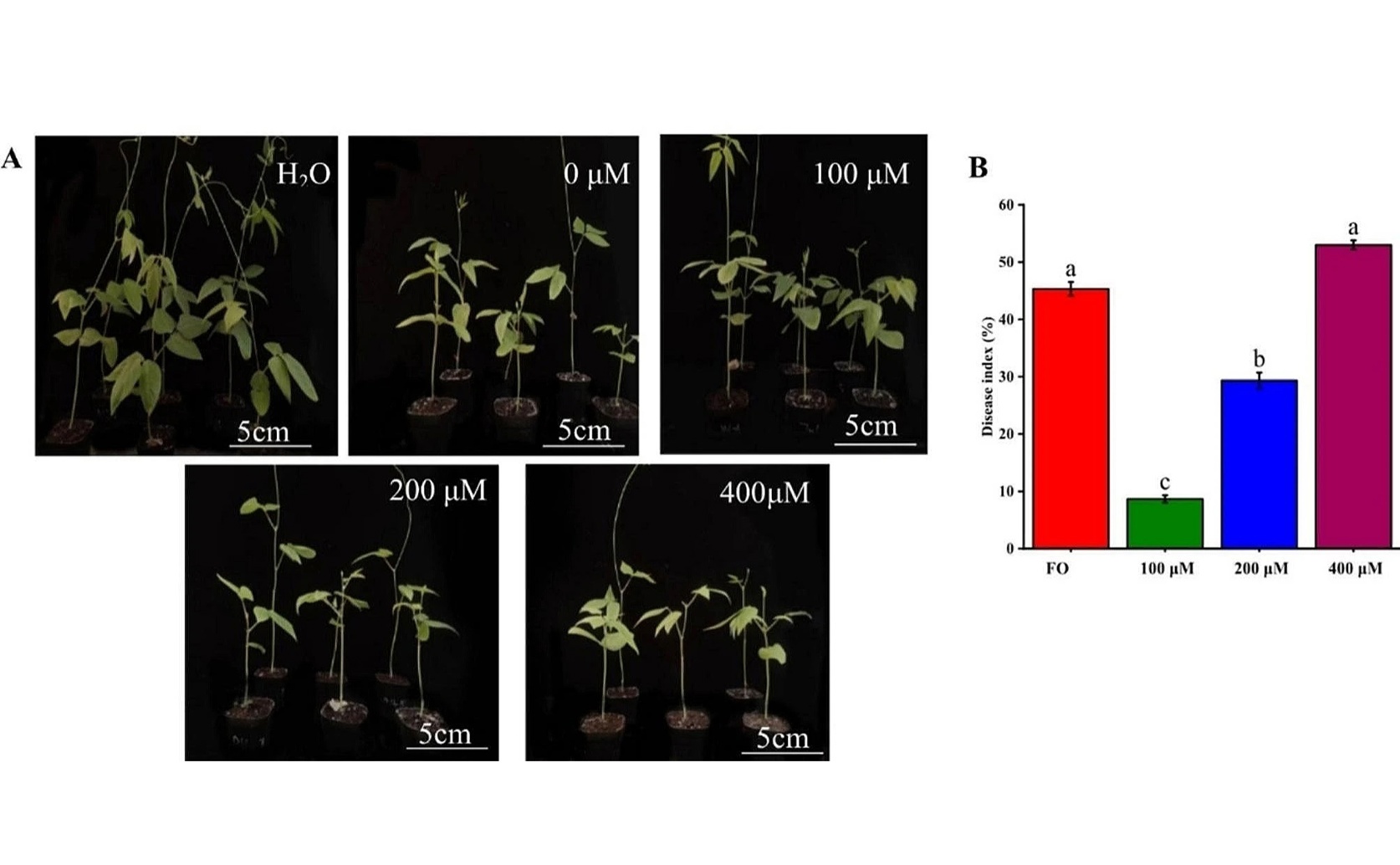 Boosting Cowpea Health: How Melatonin and Gene Networks Help Fight Wilt Disease