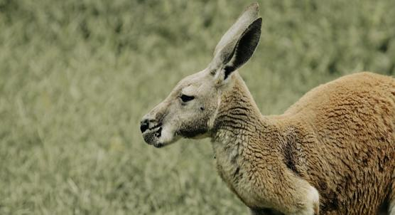 How Kangaroo Limb Lengths Help Us Understand How Extinct Species Moved