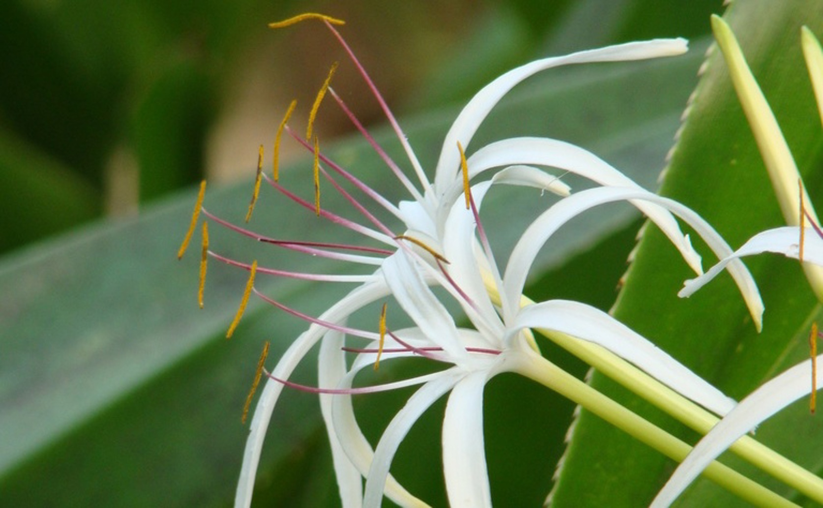 Exploring African Medicinal Plants for Potential Tuberculosis Treatments