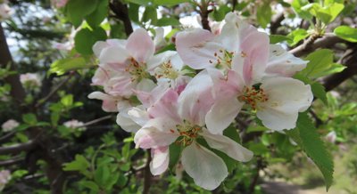 Friendly Bacteria Boosts Root Growth and Phosphorus Uptake in Apple Trees