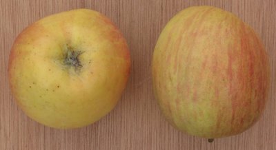 Optimal Browning Inhibitor Mix for Mass Processing Fresh-Cut Fuji Apples