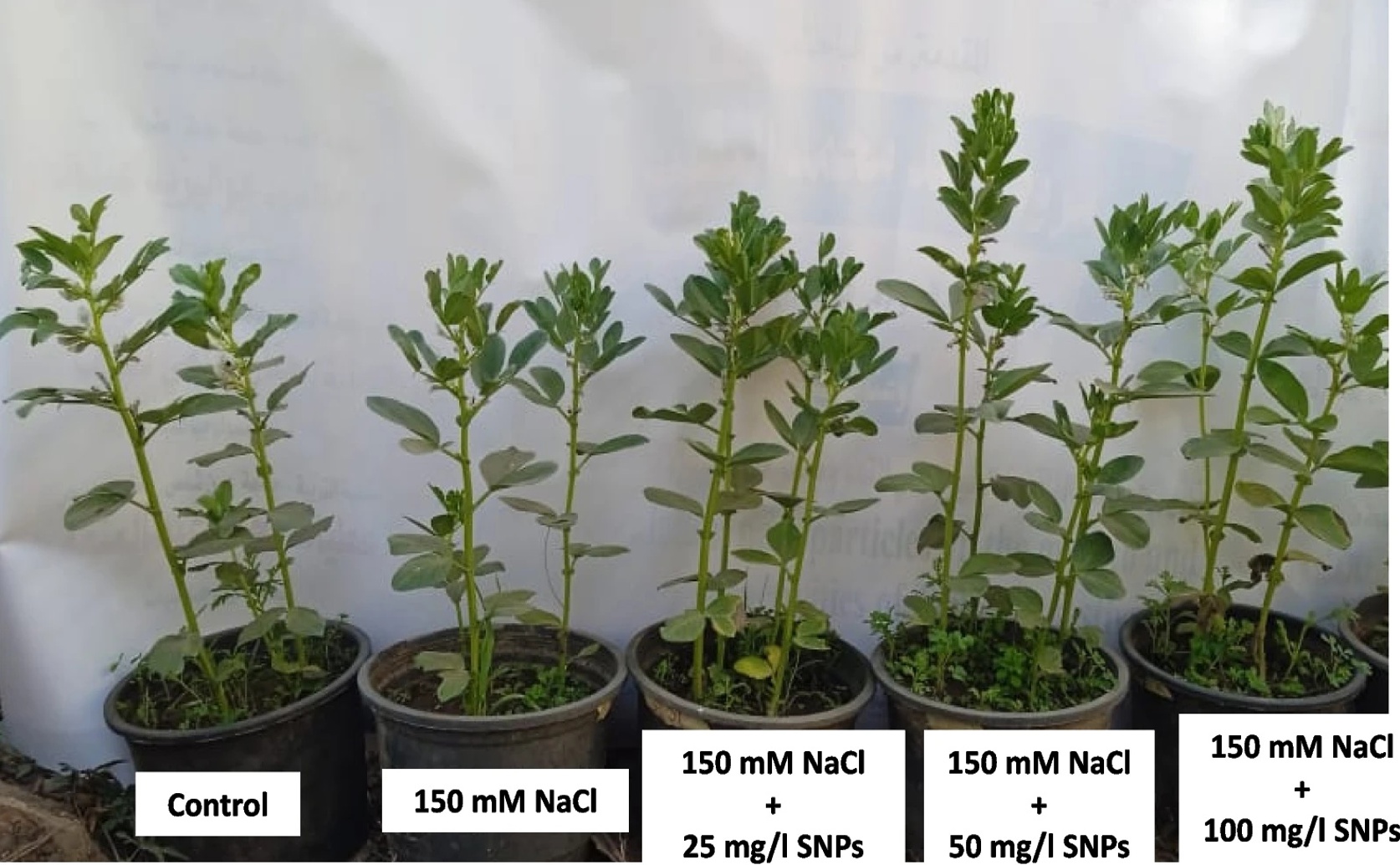 Eco-Friendly Sulfur Fertilizer Boosts Growth and Salt Resilience in Faba Beans
