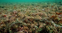 Measuring the Depth of Coral Sand with Combined Techniques
