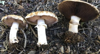 Boosting Mushroom Benefits: Comparing Techniques for Infusing Active Compounds